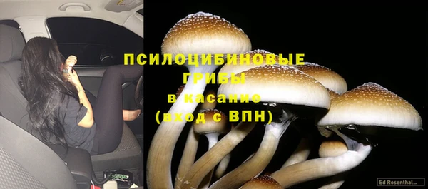 сатива Аркадак